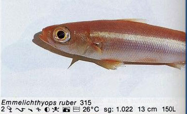 Emmelichthyops ruber